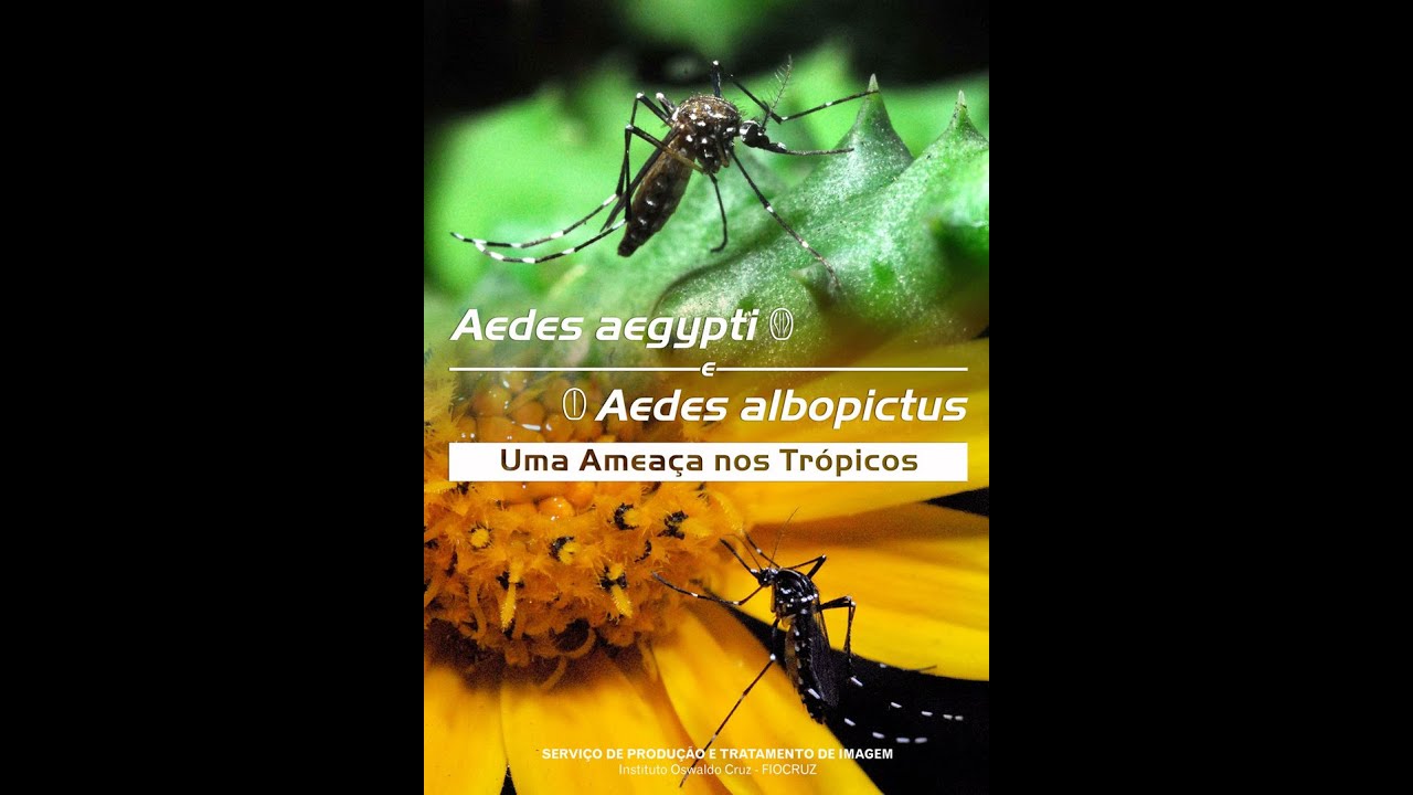 Aedes aegypti e Aedes albopictus – Uma Ameaça nos Trópicos