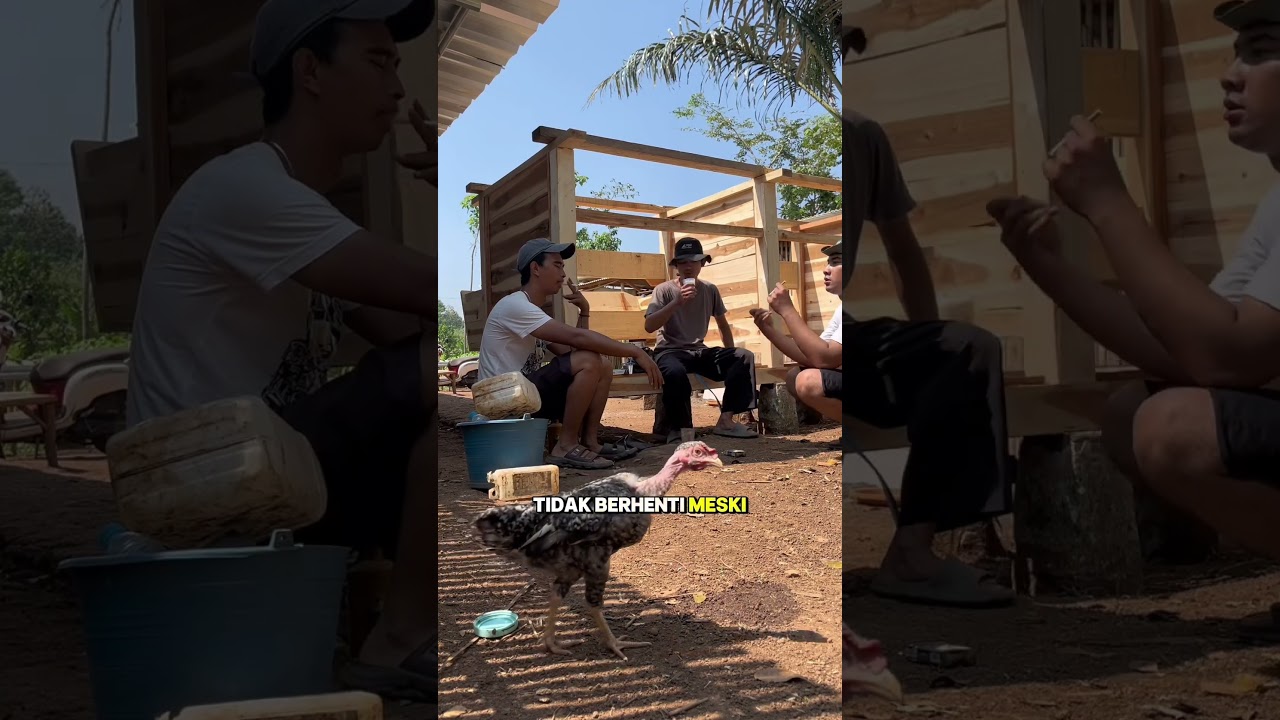 Kemerdekaan peternak & petani part 1 🧑🏼&zwj;🌾🐓🥬 #peternakmuda #petanimuda  #peternakindonesia