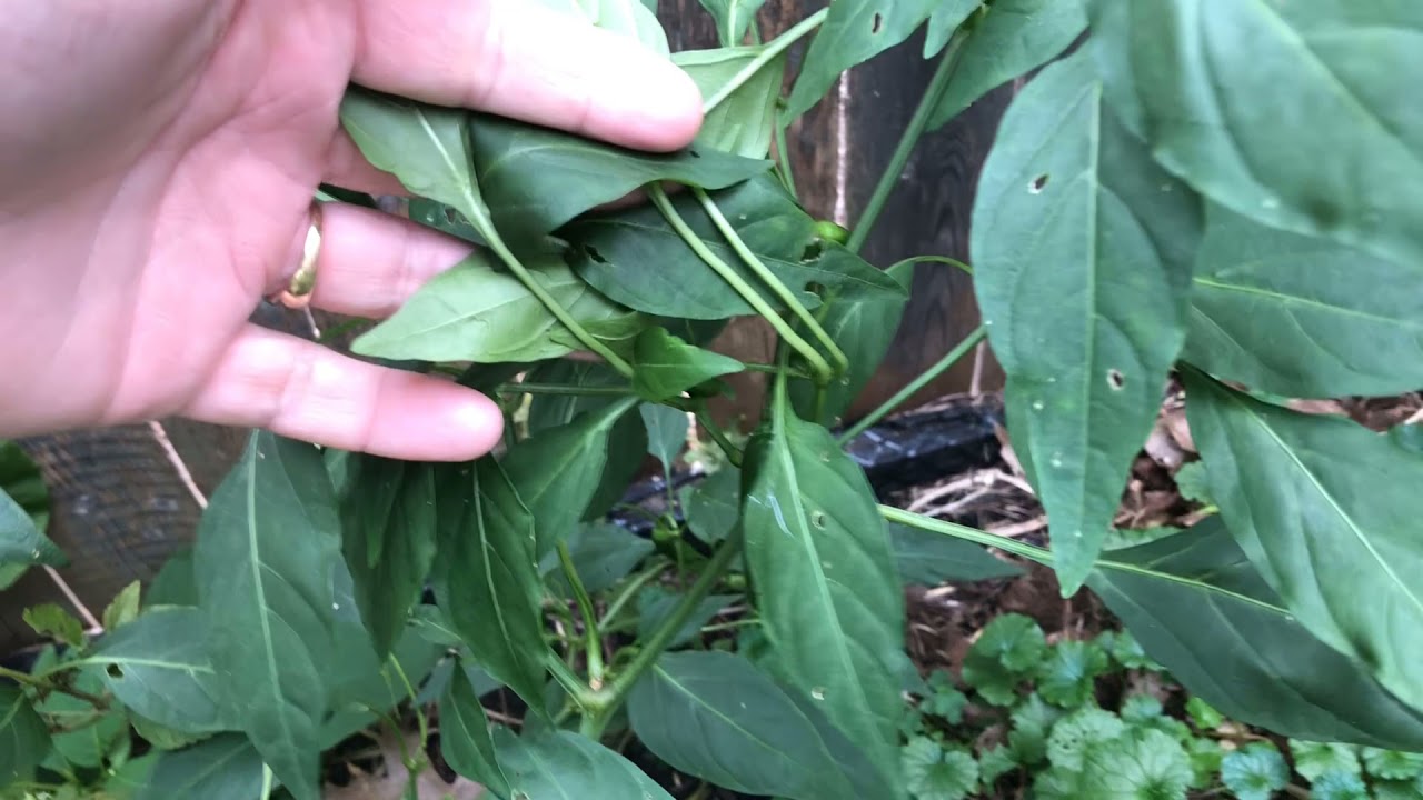 Gardening After First Frost Date | Garden Tour Oct 18 2021