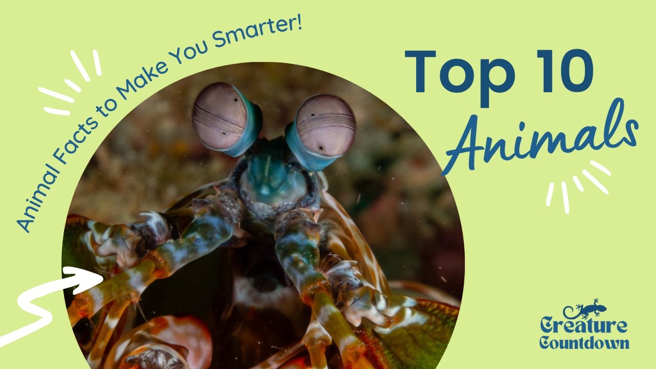 Top 10 Animal Facts to Make You Smarter! | Creature Countdown