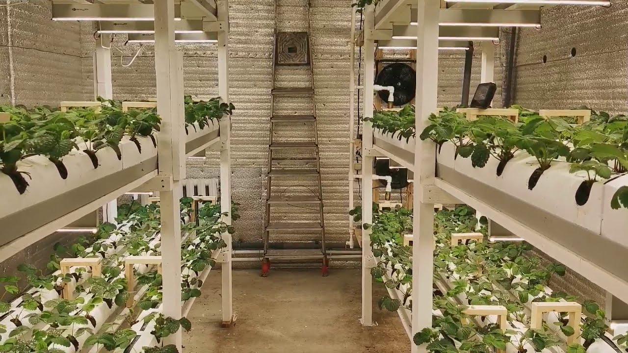 0. Intoduction. Клубника. Бункер в Тюмени.