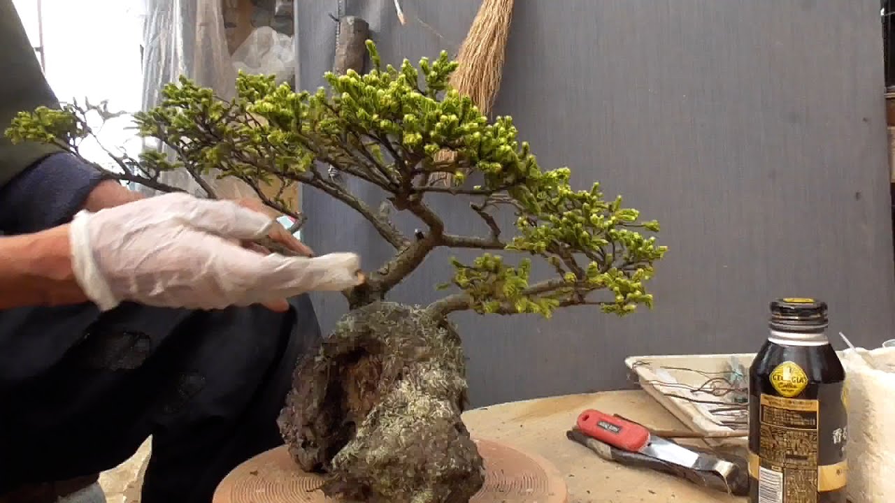 ほったらかして遂に見捨てられたシリーズ　蝦夷松【With subtitles】