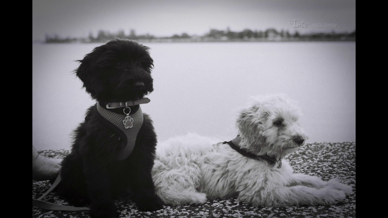 AGFA APX 100 Film