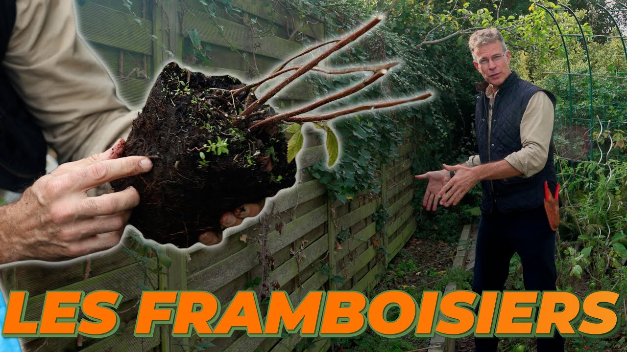 L'IMPORTANCE DE L'ENVIRONNEMENT POUR LES FRAMBOISIERS - Que Faire Dans Mon Jardin ?