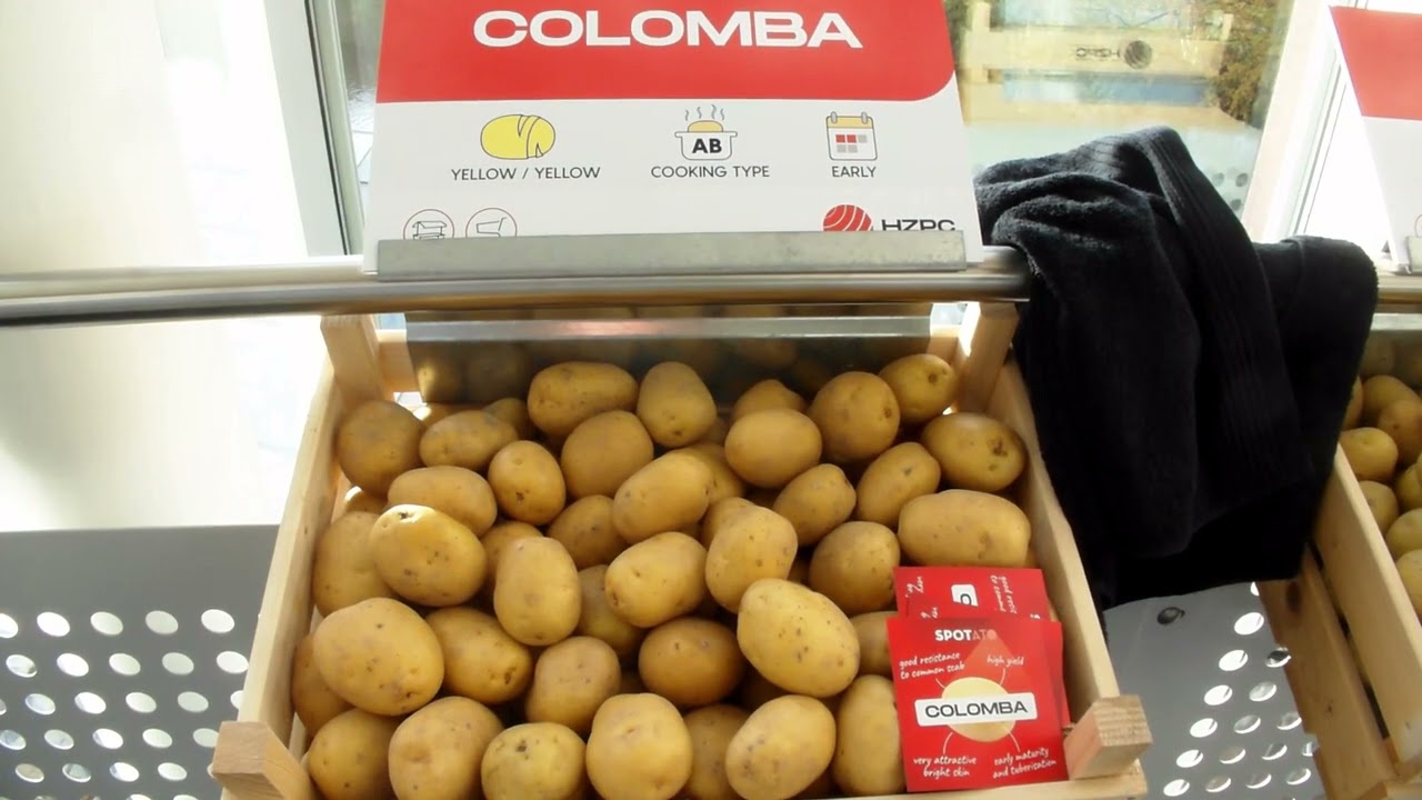 Potato variety days HZPC