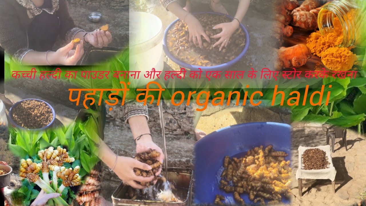 पहाड़ों की organic हल्दी||हल्दी की खेती||सालभर के लिए स्टोर भी करते हैं ||#fyp #funny#india 