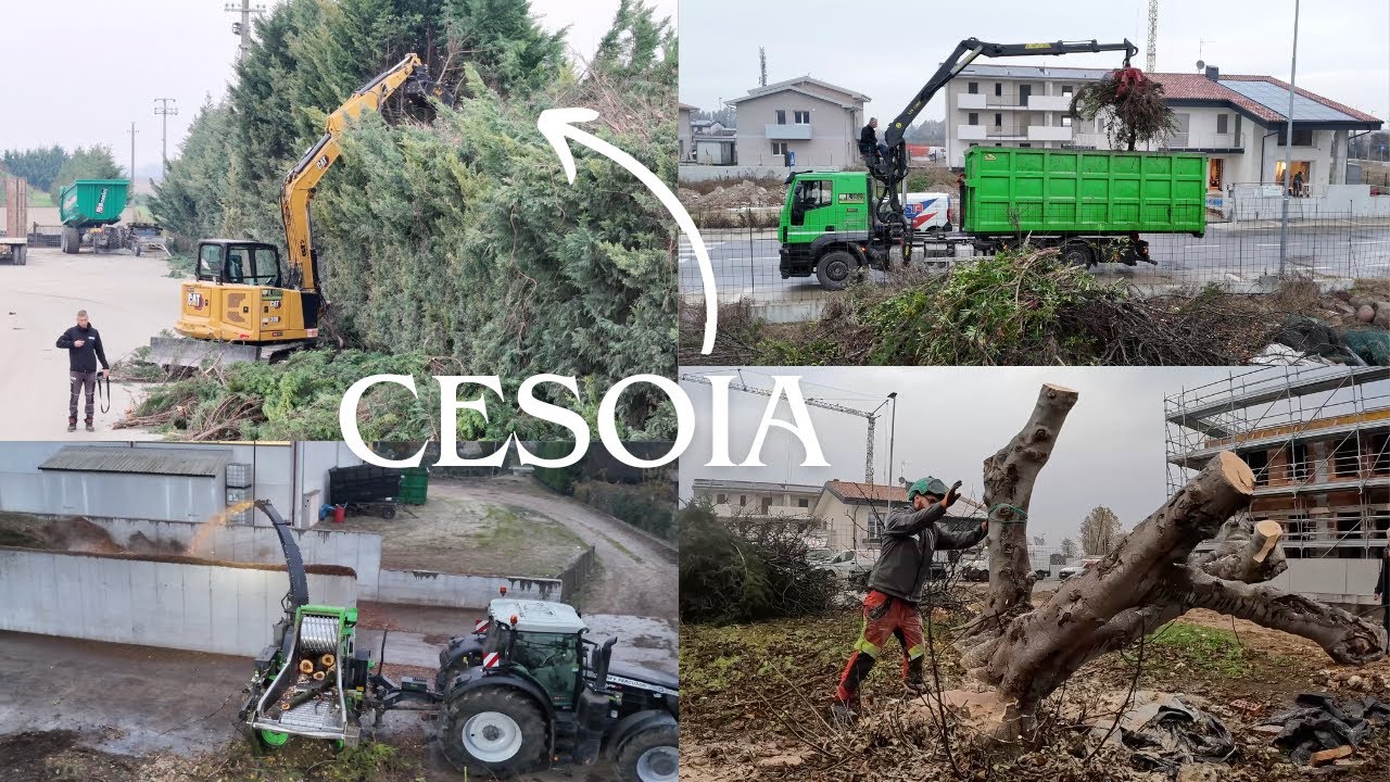 CIMATURA SIEPE DI LEILANDI CON CESOIA E ABBATTIMENTO PIANTE NEL POMERIGGIO CON CIPPATURA SERALE