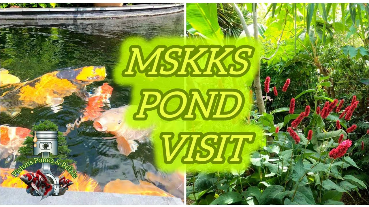 MSKKS POND VISIT #koi #garden #ponds 