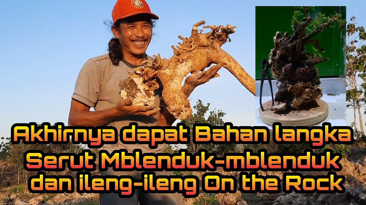 Akhirnya dapat bahan Langka. Serut Mblenduk mblenduk dan ileng - ileng On the Rock