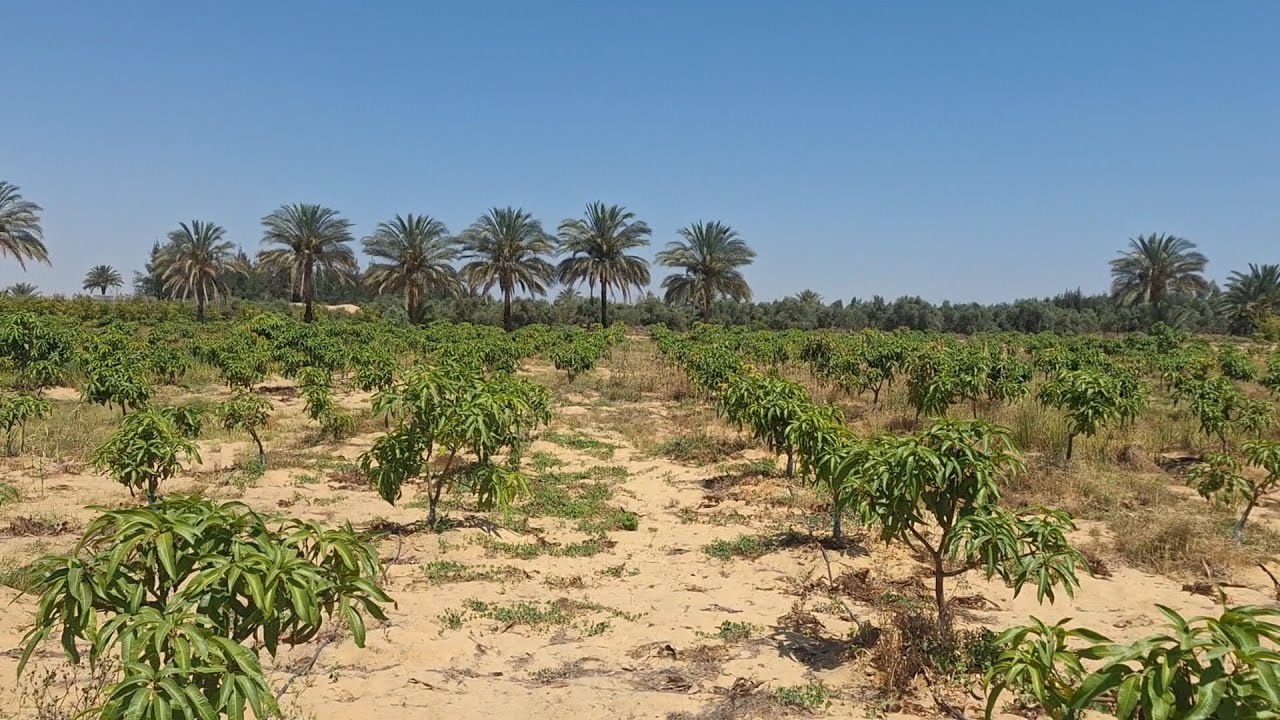 قطعة 18 فدان مانجو ناعومي ملك نهائي في وادي النطرون طريق مصر اسكندرية الصحراوي