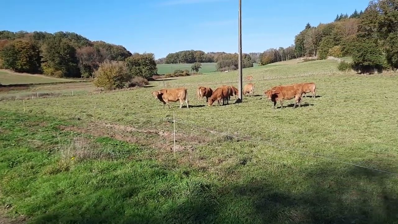 De koeien achter op het veld