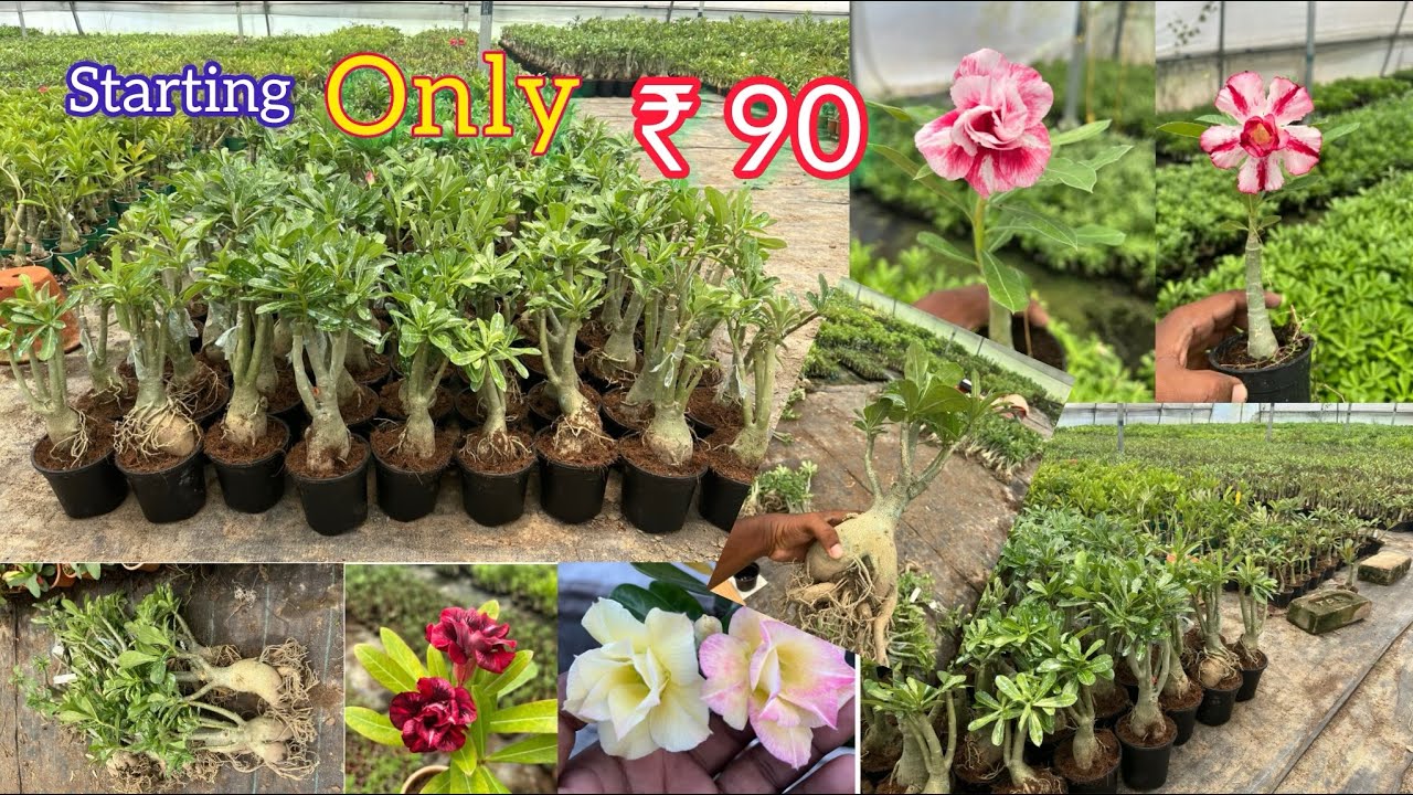 Grafted Adenium Plants Only ₹90 | Low Price Rosy Adenium sell online | 9804433746 NKM