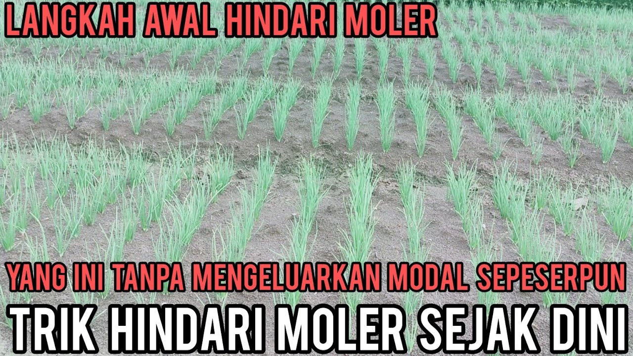 TIPS MUDAH DAN SANGAT MENDASAR UNTUK TERBEBAS DARI MOLER TANPA BIAYA