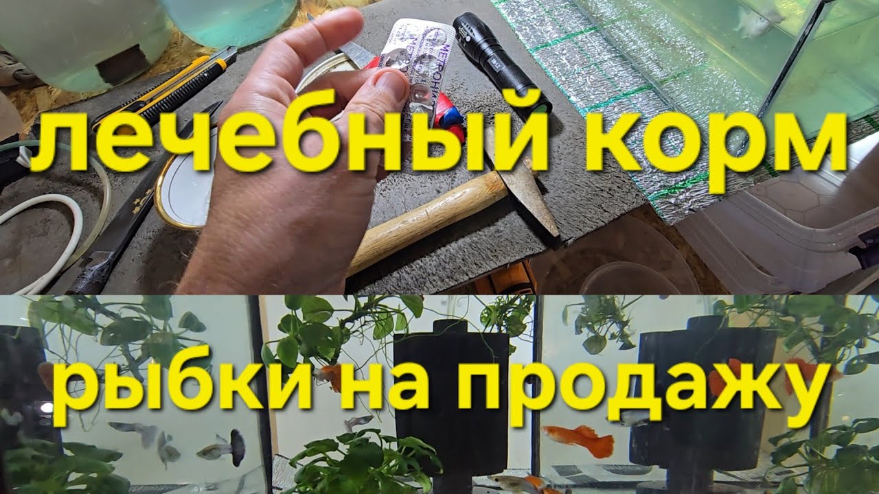 Делаю так для профилактики , Новые рыбки на продажу