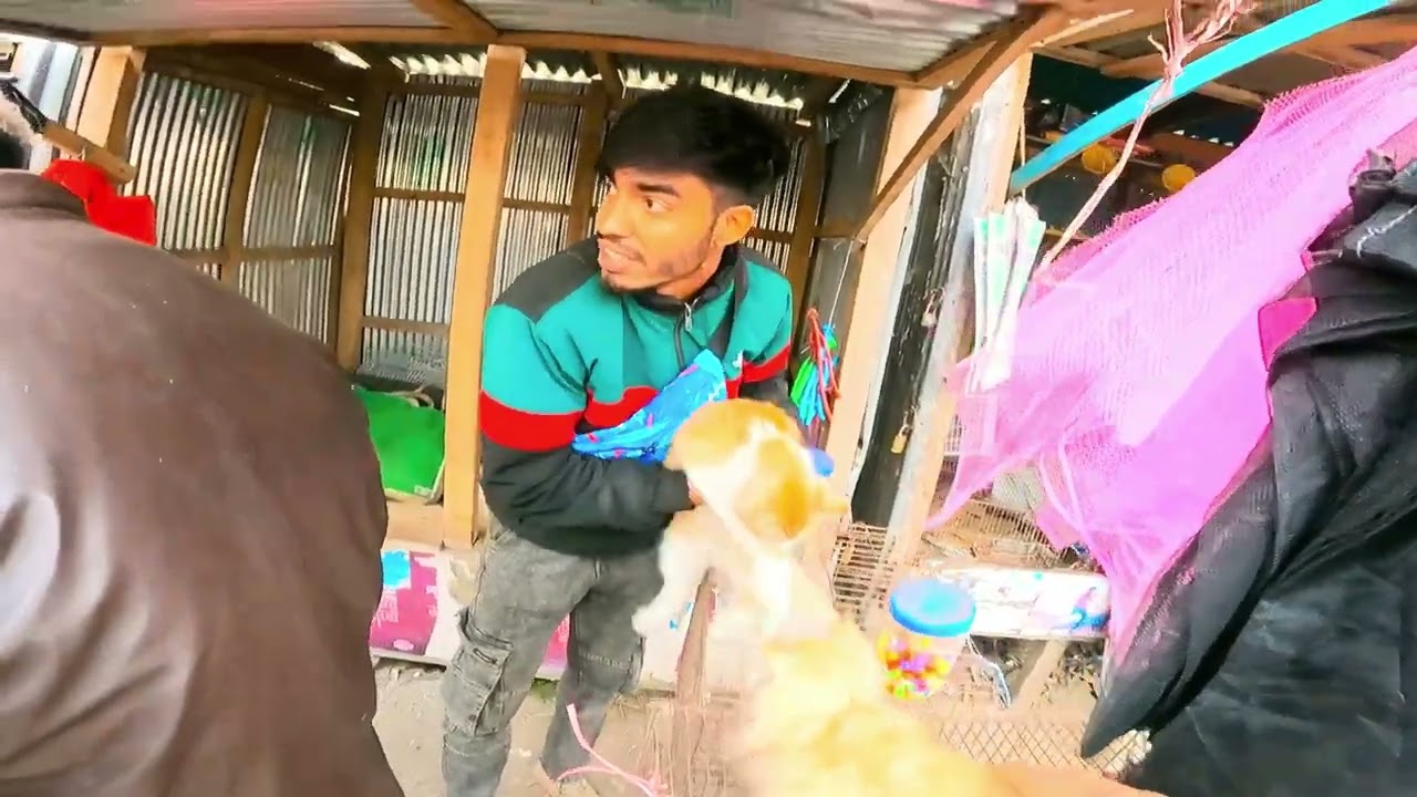 রংপুরের লালবাগ হাটে পার্শিয়ান বিড়ালের জোড়া | হাটের পরিবেশ ও অভিজ্ঞতা 