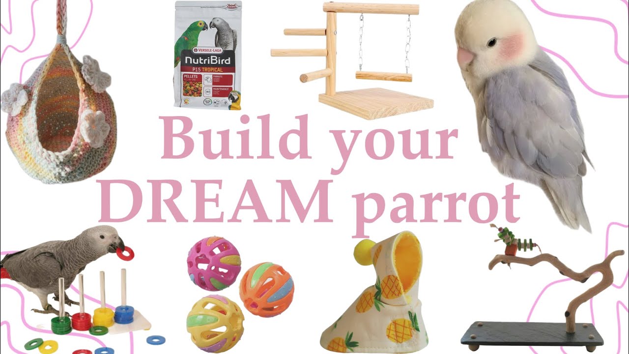 Build Your DREAM Parrot | THIS or THAT🦜🪽