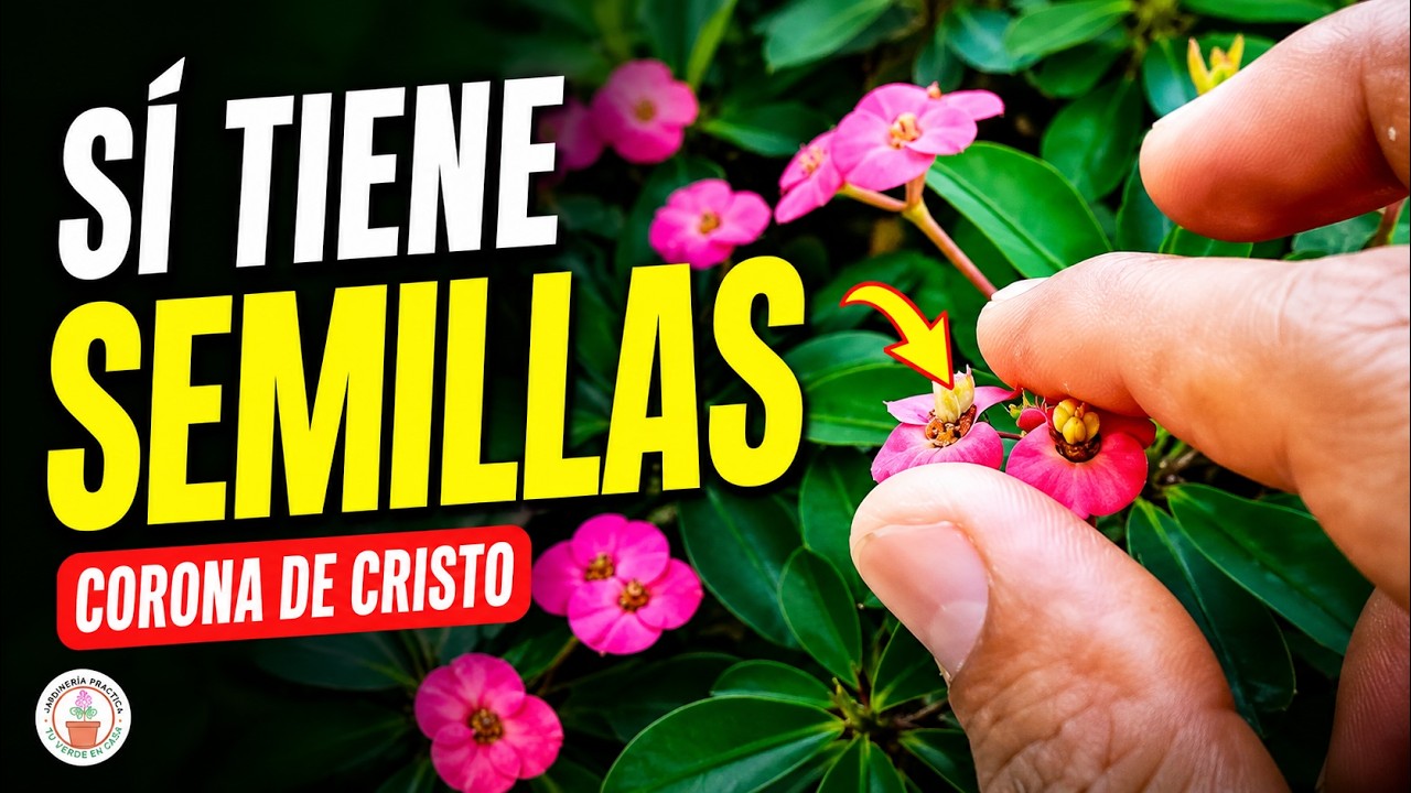 ¿Cómo sembrar semillas de Corona de Cristo? - How to sow Crown of Christ seeds?