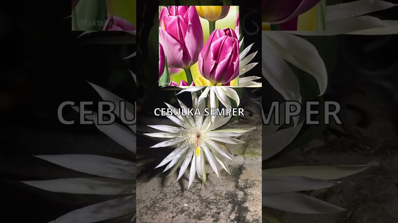 Tulipowy szał zabija fortuny! 💸