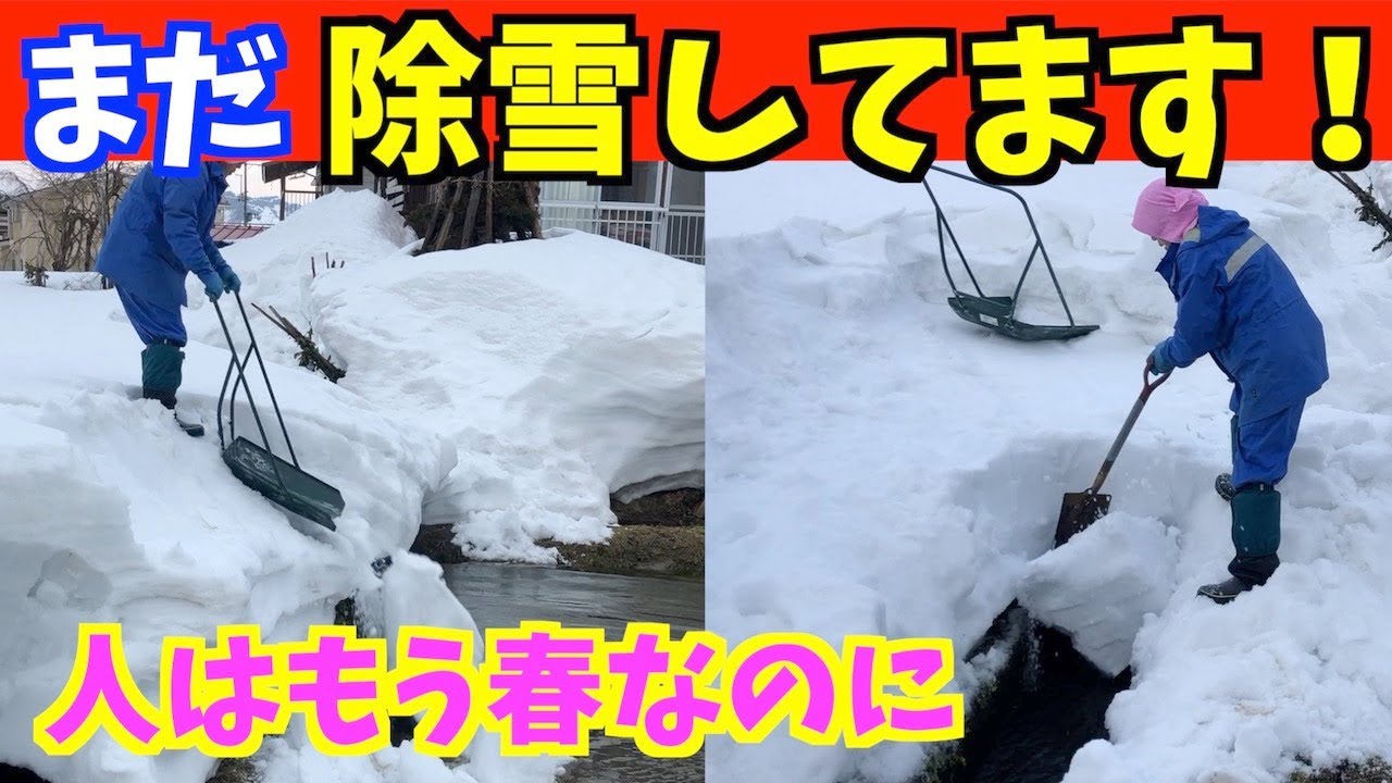 私、まだ除雪しています！　春なのに雪国・豪雪地帯はまだまだ雪がたっぷりです。