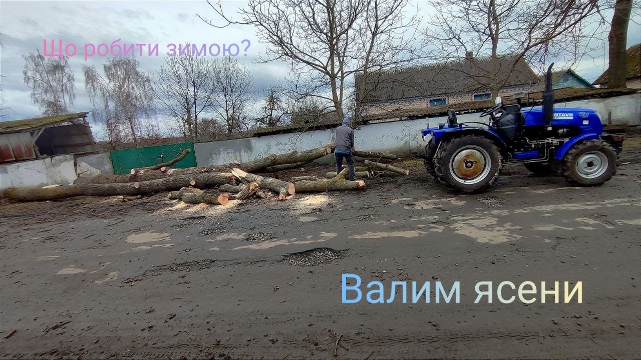 Валимо бабині ясени 😅