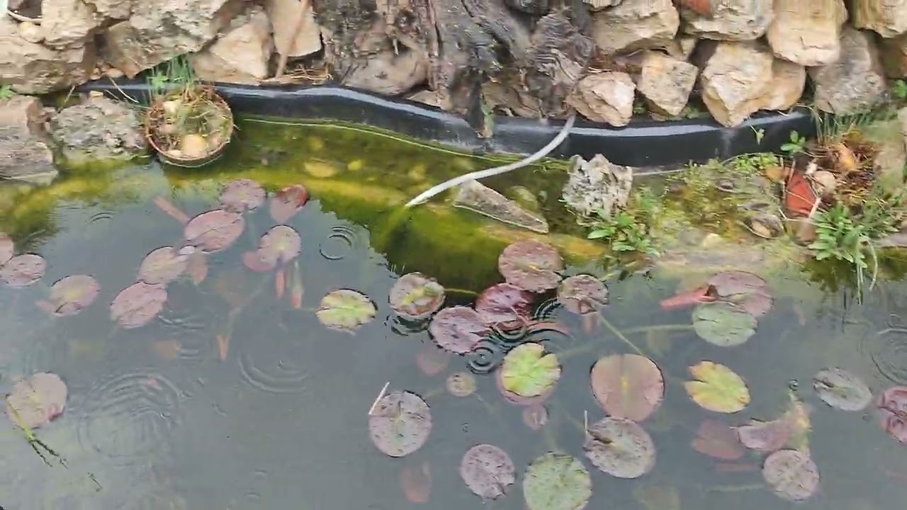 Koi saran 🥰 #akvaristika #ribice #koifish #koipond #koi