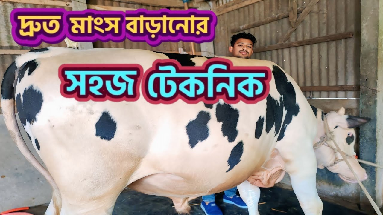 গরুর মাংস বাড়ানোর সহজ ২টি টেকনিক | গরুর দ্রুত মাংস বৃদ্ধির উপায় ✔ কম খরচে গরুর খাদ্য তালিকা 📜