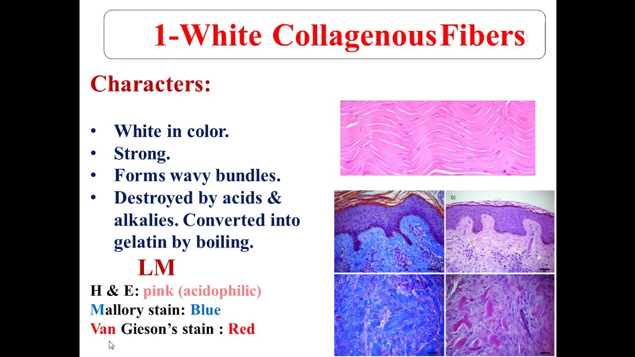 1 connective tissue: C.T. fibers