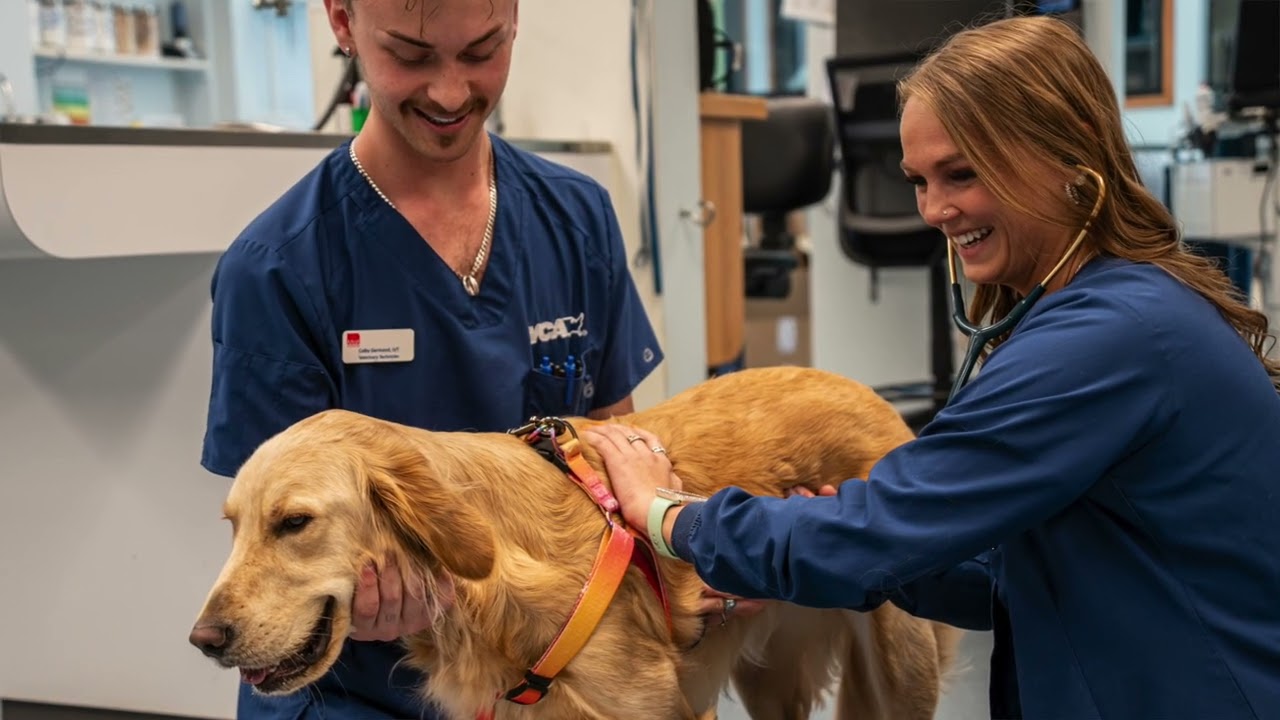 VCA New Hartford Animal Hospital