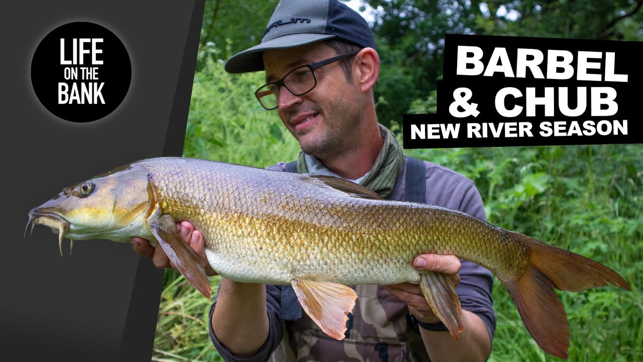 CHUB AND BARBEL FISHING - NEW RIVER SEASON 2021