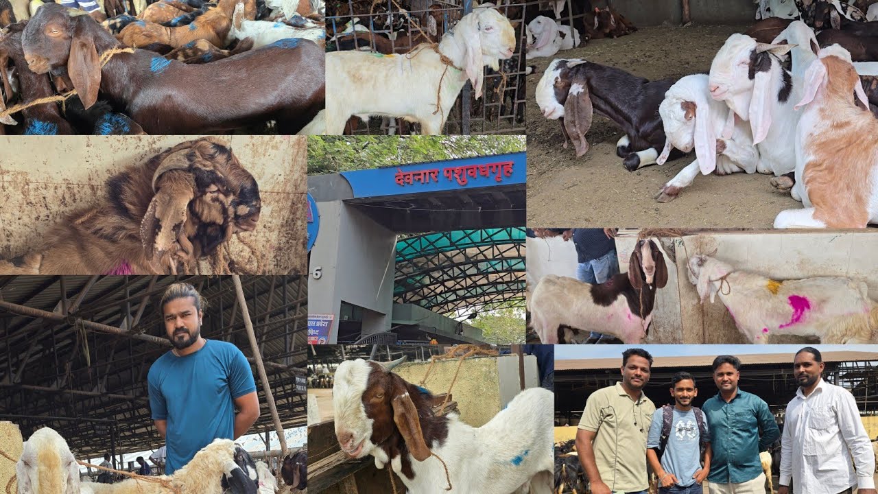 🔴 LIVE AT DEONAR BAKRA MANDI 2025🔥 || Quality Ke Badshah Biggest Mandi Maharashtra Govandi Mumbai ||