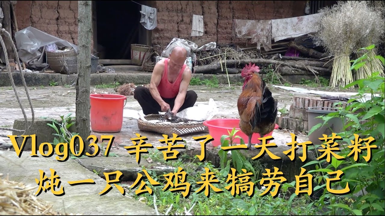 Vlog37 打了一天菜籽(宽油的原料!)，干完农活之后四伯炖了家里公鸡来招待伙食 Rapeseed harvest