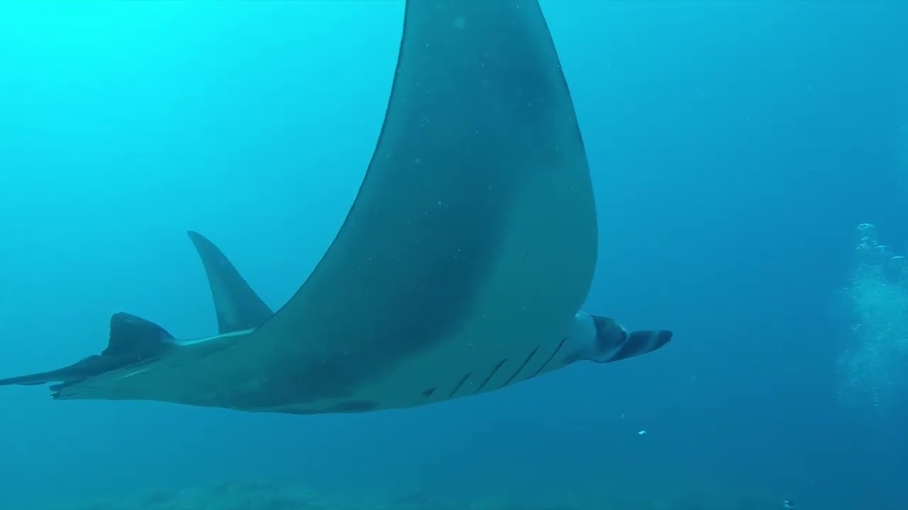 acores 2017 mobula et manta