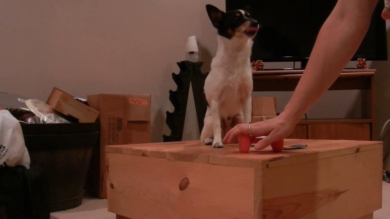 Motivational Fetch musings with a toy breed dog