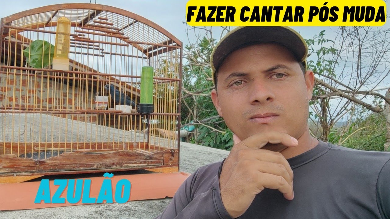 Manejo para abrir canto de azul&atilde;o depois da muda n&atilde;o tem mist&eacute;rio
