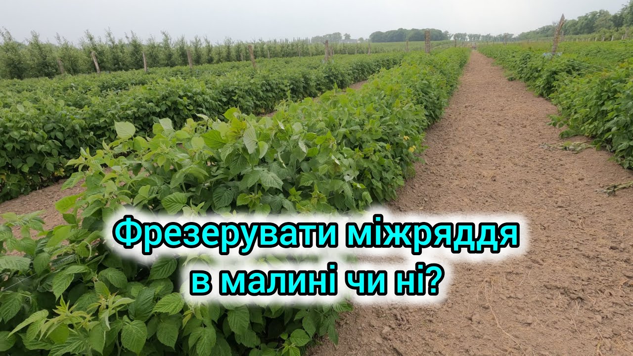 Чи потрібно фрезерувати міжряддя малини. Розказую як правильно зробити щоб мати добрий врожай.