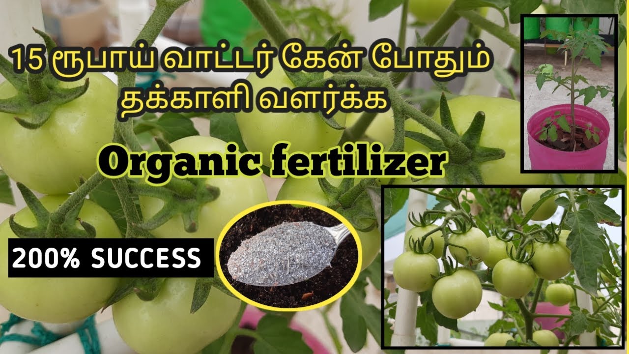 தக்காளி வளர்ப்பு  | tomato plant growing in tamil  | tips to grow more tomato