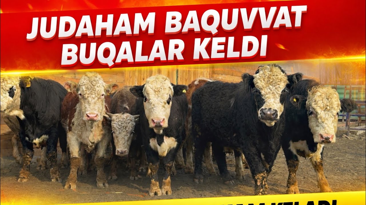 JUDAHAM BAQUVVAT BUQALAR KELDI KAMDAN KAM KELADI BUNAQASI 