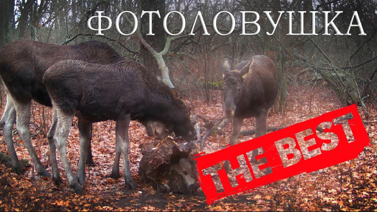 ЛУЧШИЕ кадры с ФОТОЛОВУШКИ в ЛЕСУ за 2023 год.