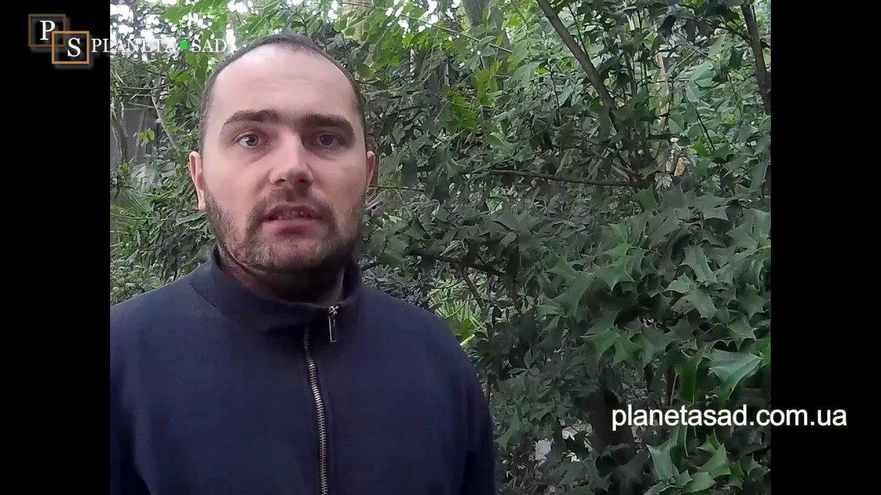 Падуб остролистный.Не забываем просьбы наших подписчиков