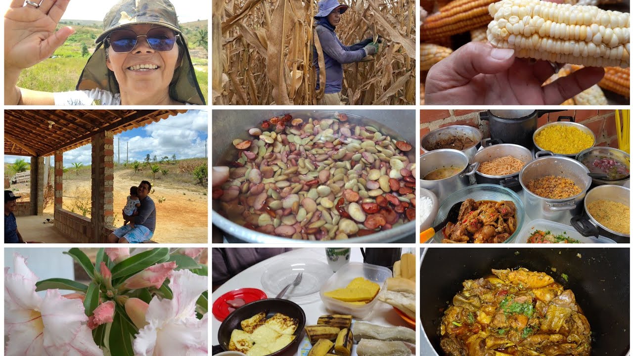 Colhendo milho🌽 café da manhã recebendo visitas+preparei frango caipira e fava pro nosso almoço😋
