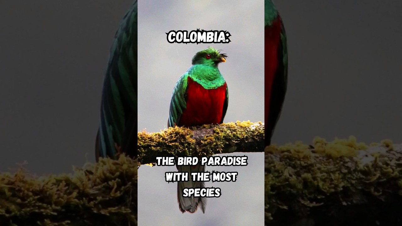 Colombia: The Bird Paradise with the Most Species