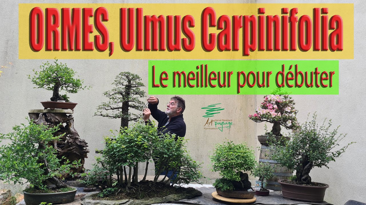 Je vous parle de mes Ormes, Ulmus Carpinifolia, Techniques de cultures et tailles #bonsaï #ulmus
