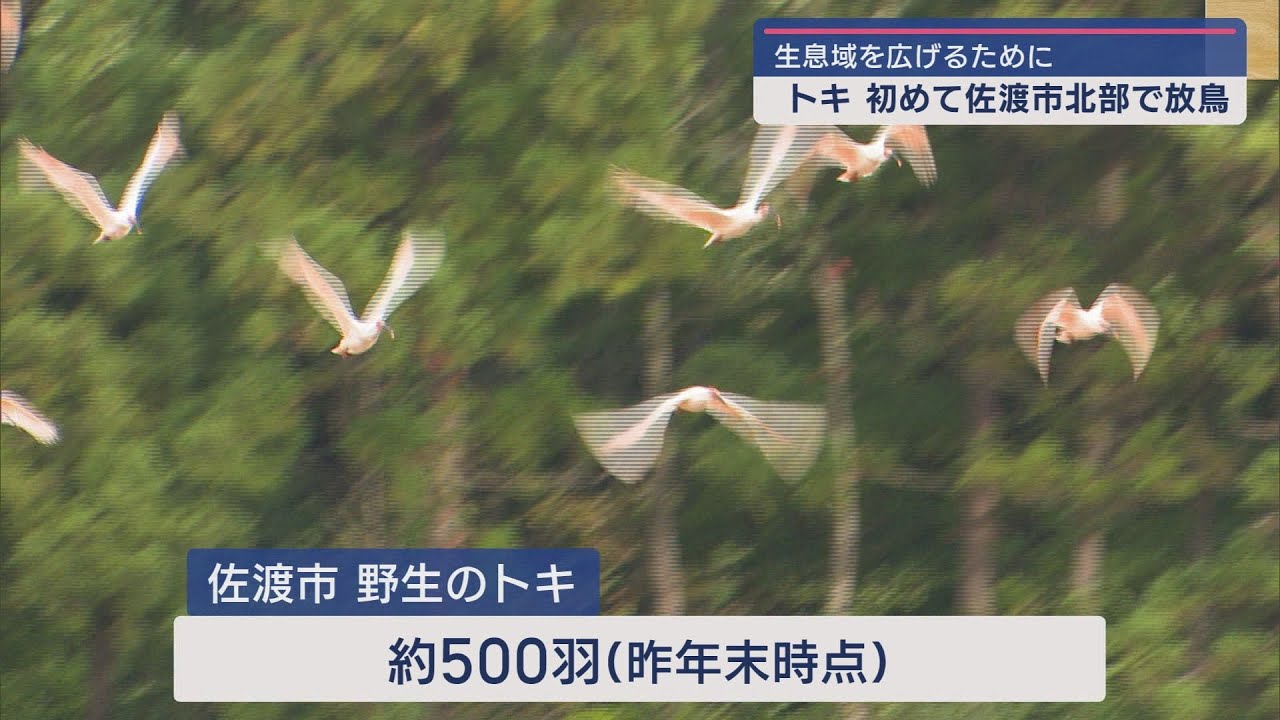 佐渡市北部で初の試み－トキ17羽放鳥 地域生息域拡大に期待【新潟･佐渡市】スーパーJにいがた6月4日OA