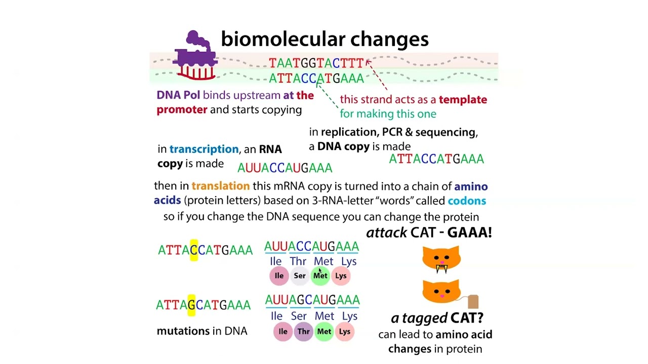Huntingtons disease biochemistry, genetic diseases & mutation types