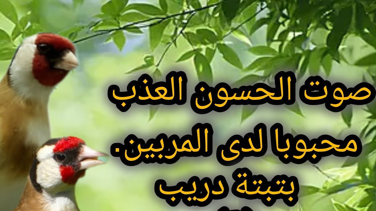 صوت #الحسون العذب #بتبتة يميّزه عن باقي الطيور ويجعله محبوبًا لدى المربين