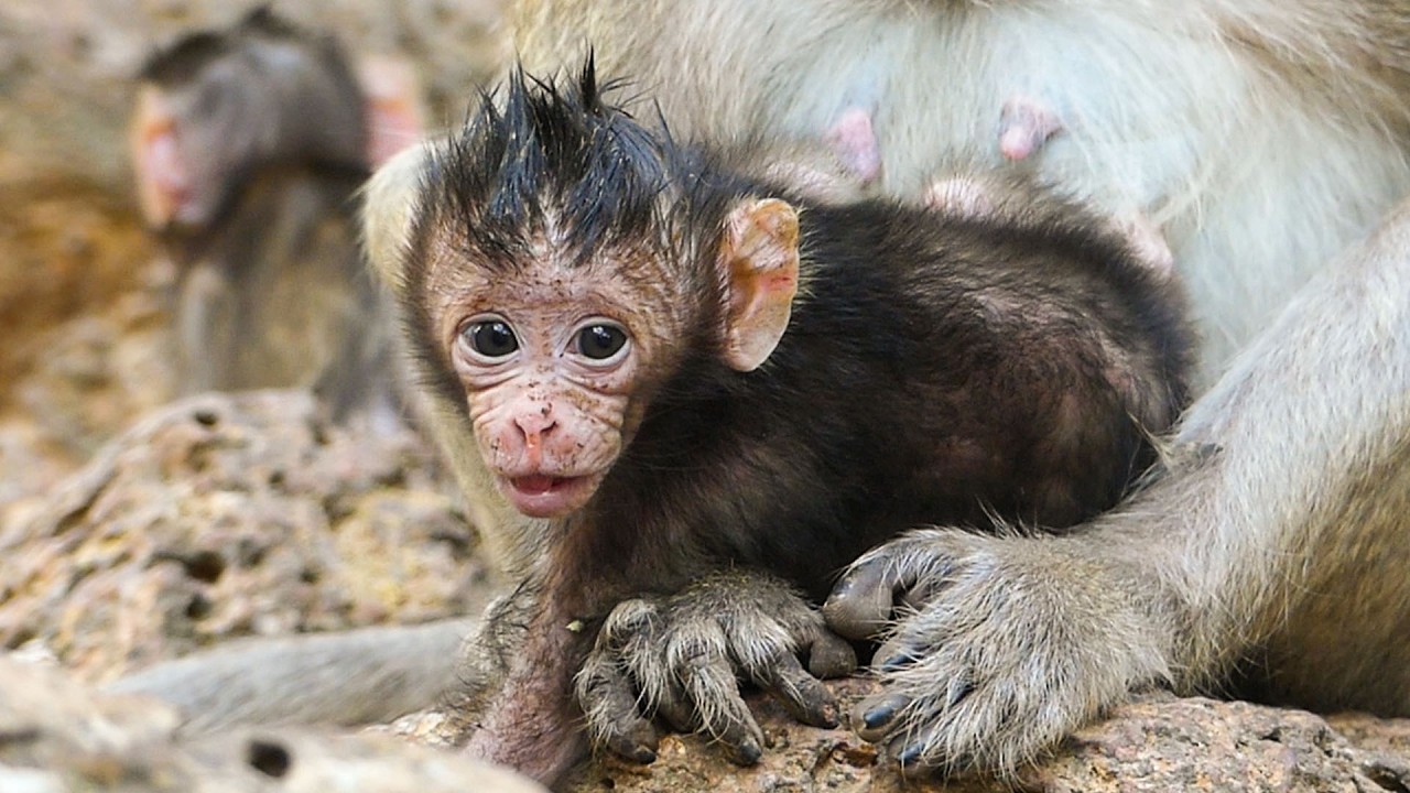 Calm wild motherhood | Monkey Amaya starts to train her newborn baby, Avery