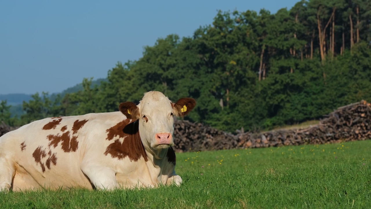 Cow   vache ruminant du boeuf lait de vache couch&eacute;