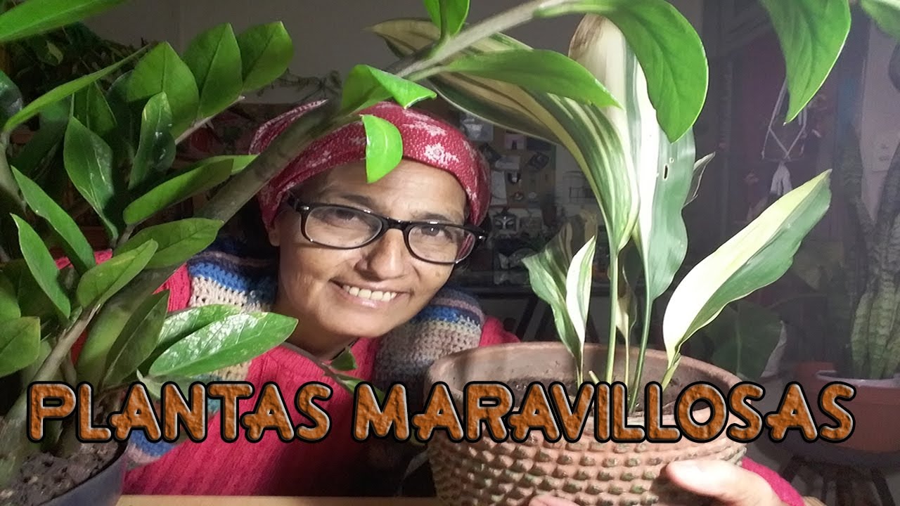 Plantas maravillosas