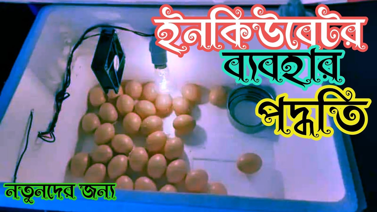 Способ варки яиц в инкубаторе | Цена инкубатора на 100 яиц | Dim Futano Mechine | kazi143 bangla