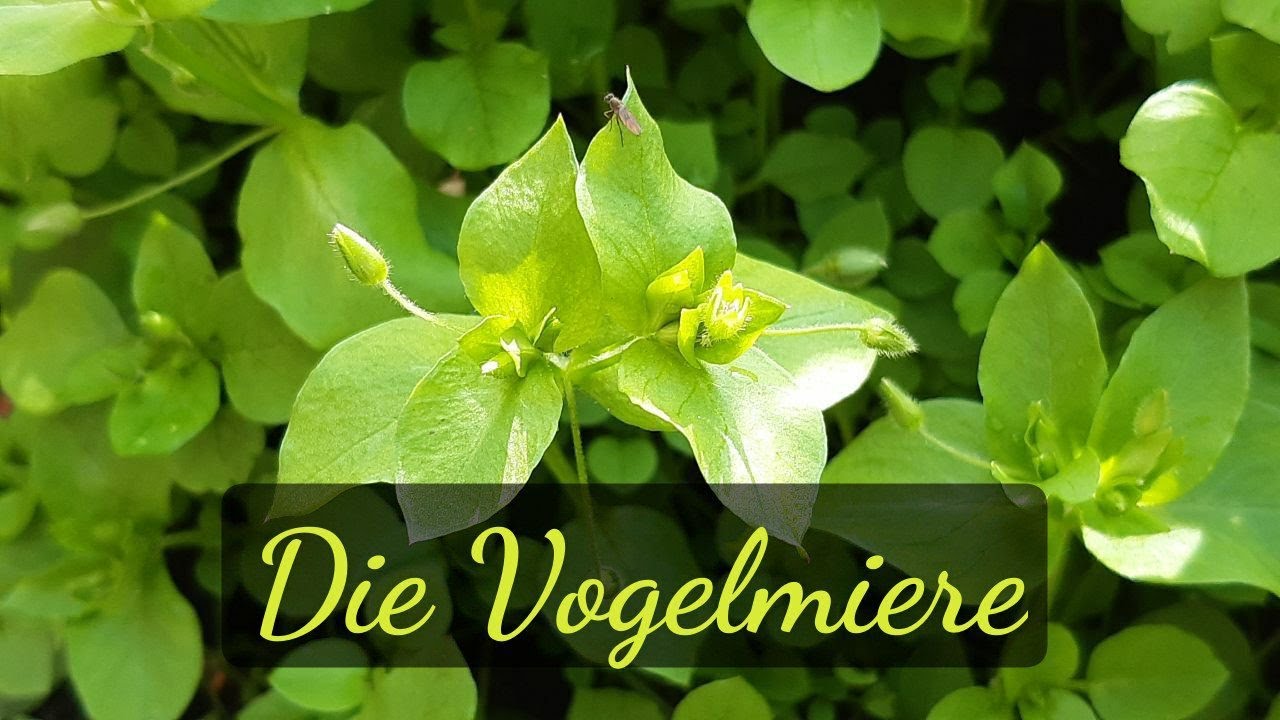 Die Vogelmiere - und ihre Botschaft